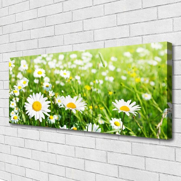 Obraz canvas na ścianę Biała Stokrotka w Detalu