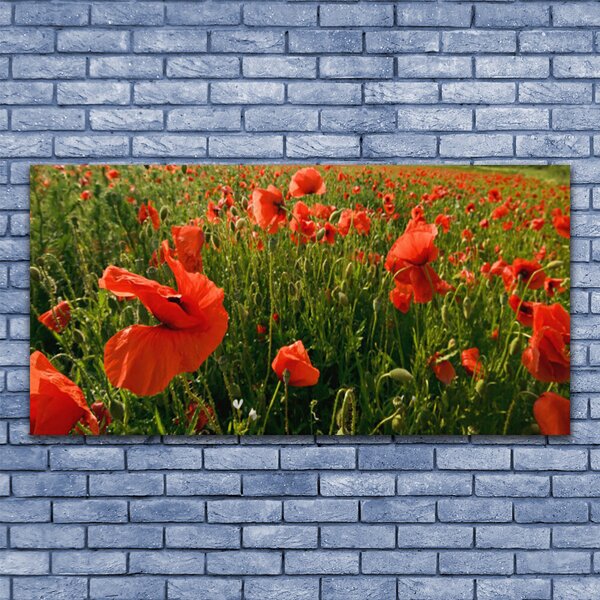Obraz canvas Maki w Porannej Rosie