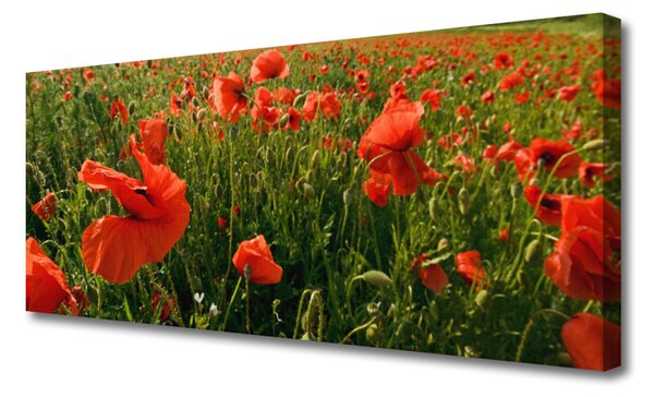 Obraz canvas Maki w Porannej Rosie