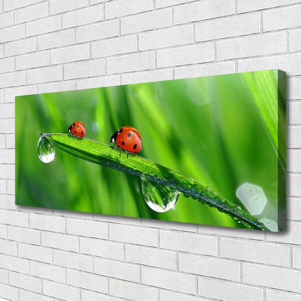 Obraz canvas Biedronka w Porannej Rosie