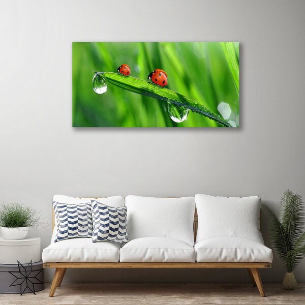 Obraz canvas Biedronka w Porannej Rosie