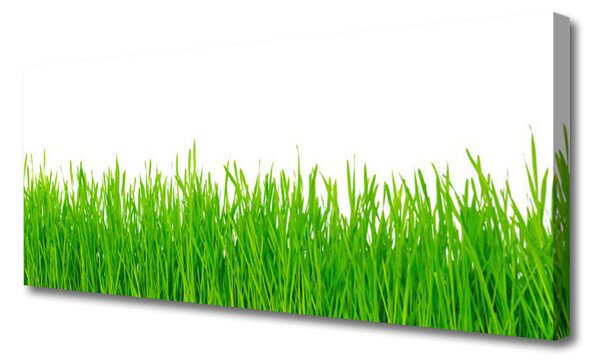 Obraz canvas na ścianę Naturalna Gęstwina Trawy