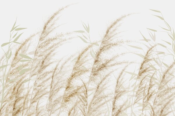 Fototapety Pampas i sucha trawa, Fototapety Natura, w04863 : Uwalls.pl