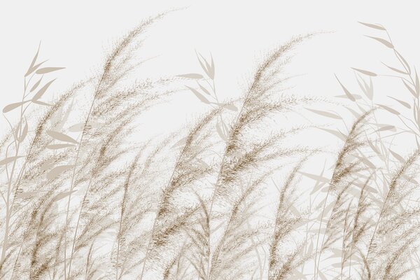 Fototapety Pampas i sucha trawa, Fototapety Natura, w04863v1 : Uwalls.pl