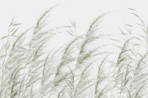 Fototapety Pampas i sucha trawa, Fototapety Natura, w04863v2 : Uwalls.pl