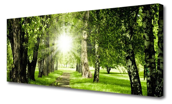 Obraz canvas Rozświetlona Ścieżka Leśna
