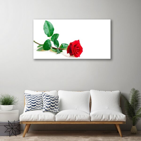 Obraz canvas Aksamitna Róża Ogrodowa