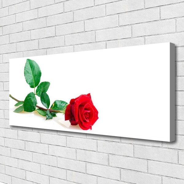 Obraz canvas Aksamitna Róża Ogrodowa