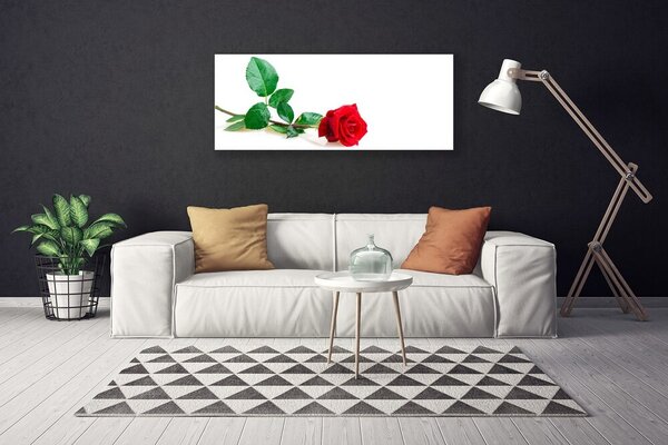 Obraz canvas Aksamitna Róża Ogrodowa