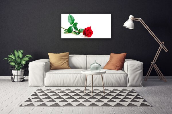 Obraz canvas Aksamitna Róża Ogrodowa