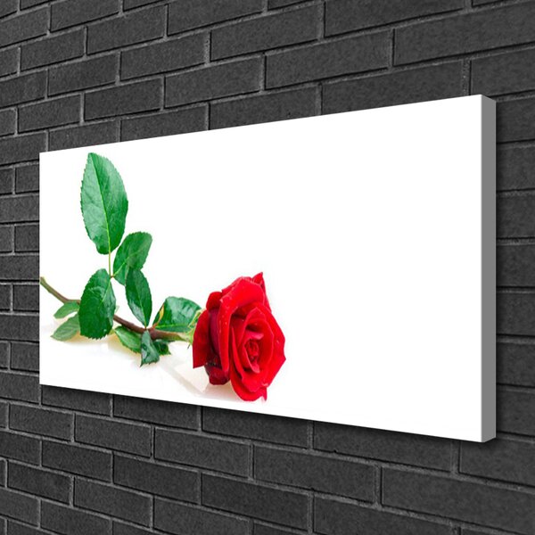 Obraz canvas Aksamitna Róża Ogrodowa