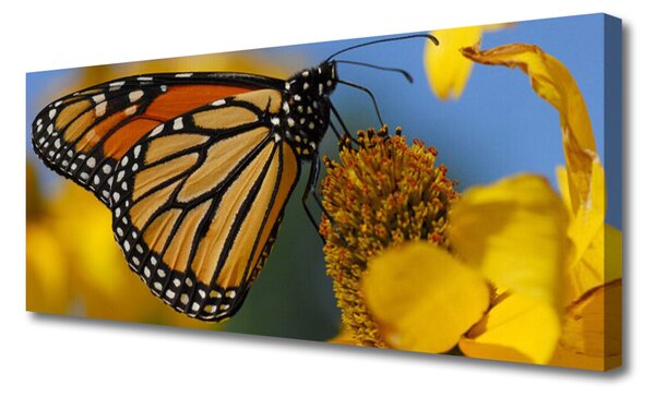 Obraz canvas na ścianę Kolorowy Motyl na Kwiatku