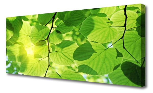 Obraz canvas Botaniczne Liście Paproci