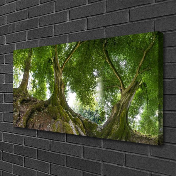 Obraz canvas Korony Rozłożystych Drzew
