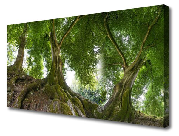 Obraz canvas Korony Rozłożystych Drzew