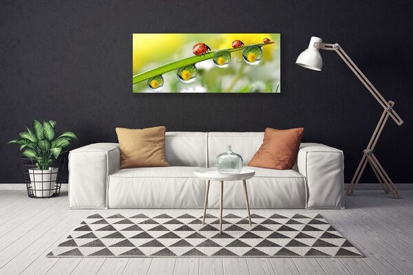 Obraz canvas na ścianę Biedronka na Zielonym Liściu