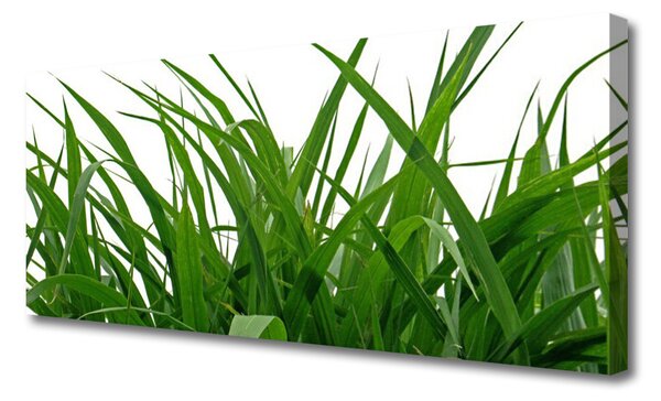 Obraz canvas na ścianę Świeżość Naturalnej Trawy