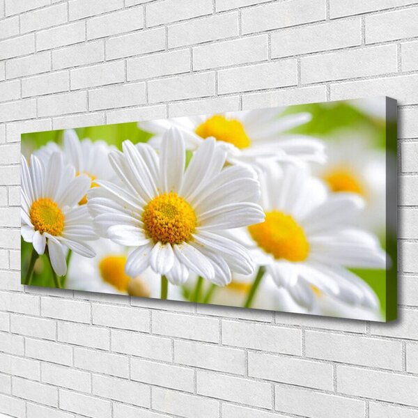 Obraz canvas Białe Stokrotki w Polu