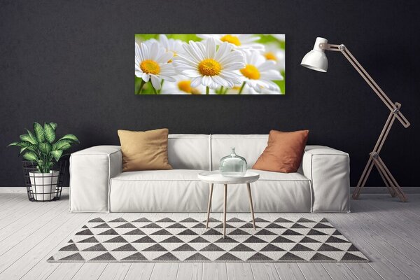 Obraz canvas Białe Stokrotki w Polu
