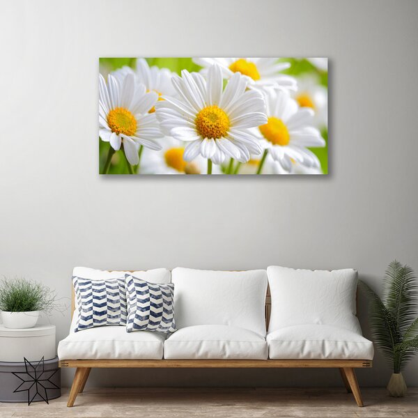 Obraz canvas Białe Stokrotki w Polu
