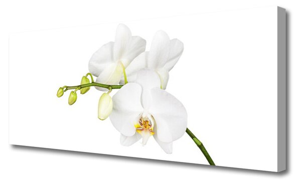 Obraz canvas Egzotyczna Elegancja Orchidei