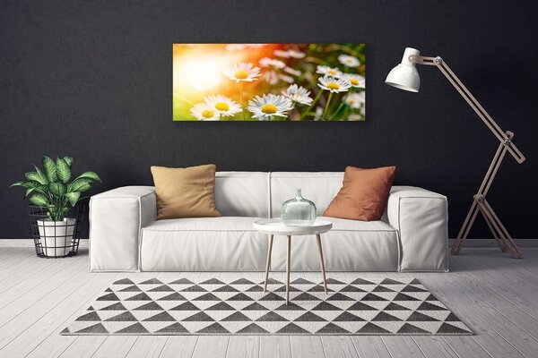 Obraz canvas Stokrotki w Promieniach Słońca