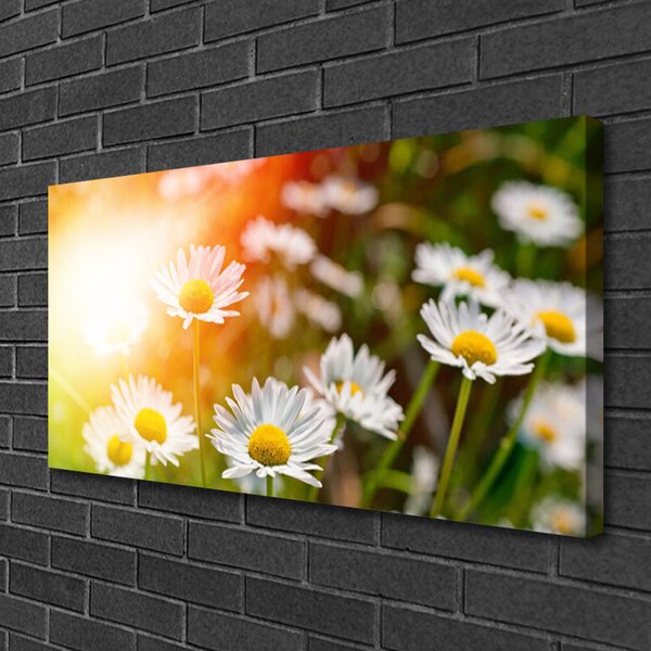 Obraz canvas Stokrotki w Promieniach Słońca
