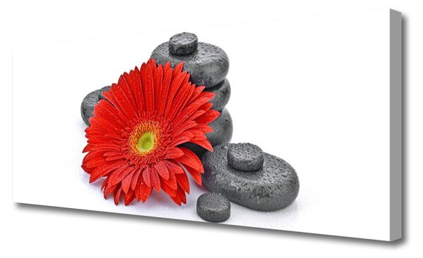 Obraz canvas Wyrazista Czerwona Gerbera