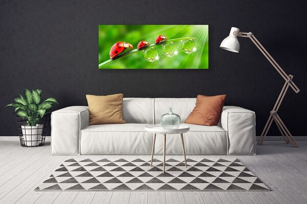 Obraz canvas Biedronki w Porannej Rosie