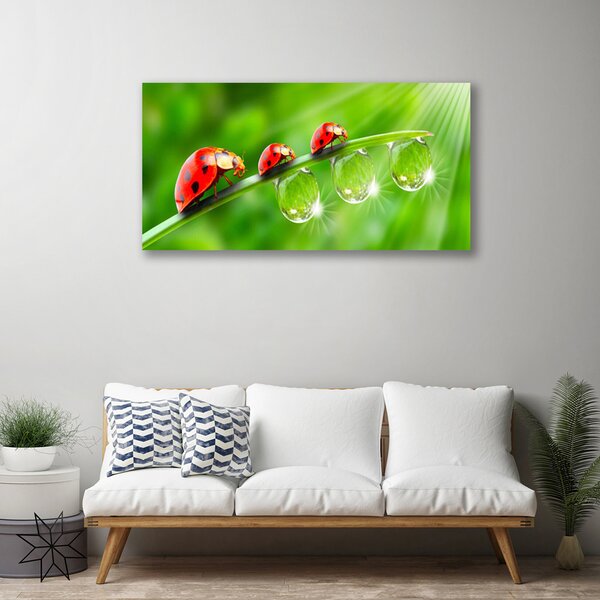 Obraz canvas Biedronki w Porannej Rosie