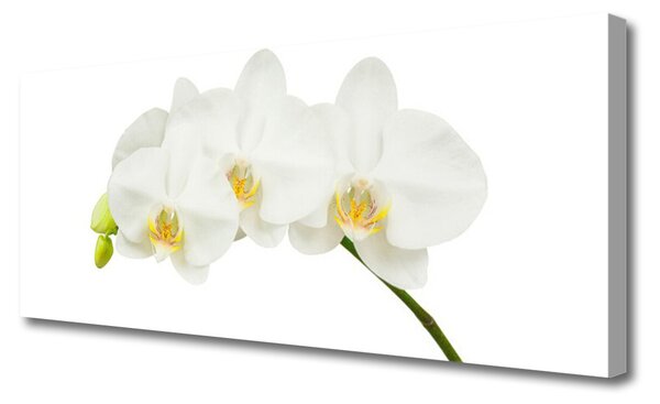 Obraz canvas Świeże Pędy Kwitnącej Orchidei