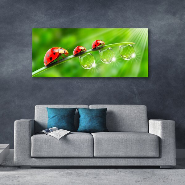 Obraz canvas Biedronki w Porannej Rosie