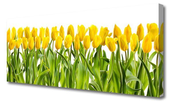 Obraz canvas Tulipany w Porannym Słońcu