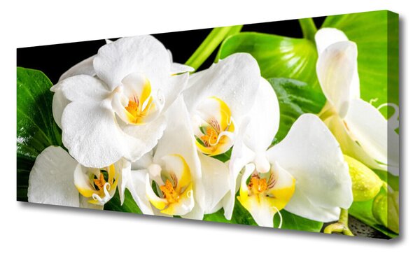 Obraz canvas Królewska Orchidea w Rozkwicie