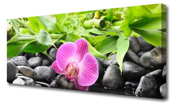 Obraz canvas Wyrafinowana Orchidea Doniczkowa