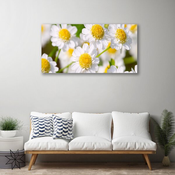 Fotoobraz na płótnie Stokrotki w Promieniach Słońca