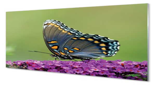 Obraz na szkle Kolorowy motyl na kwiatach