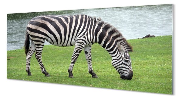 Obraz na szkle Zebra