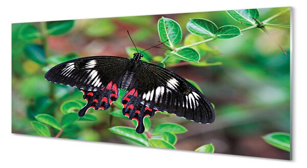 Obraz na szkle Liście kolorowy motyl