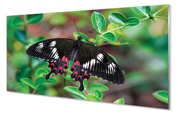 Obraz na szkle Liście kolorowy motyl
