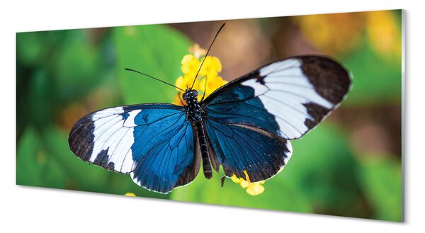 Obraz na szkle Kolorowy motyl na kwiatach