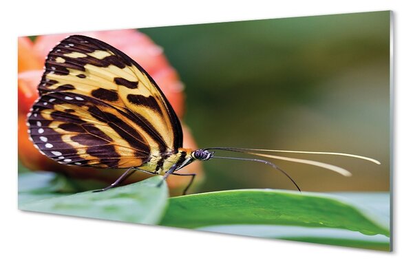 Obraz na szkle Motyl