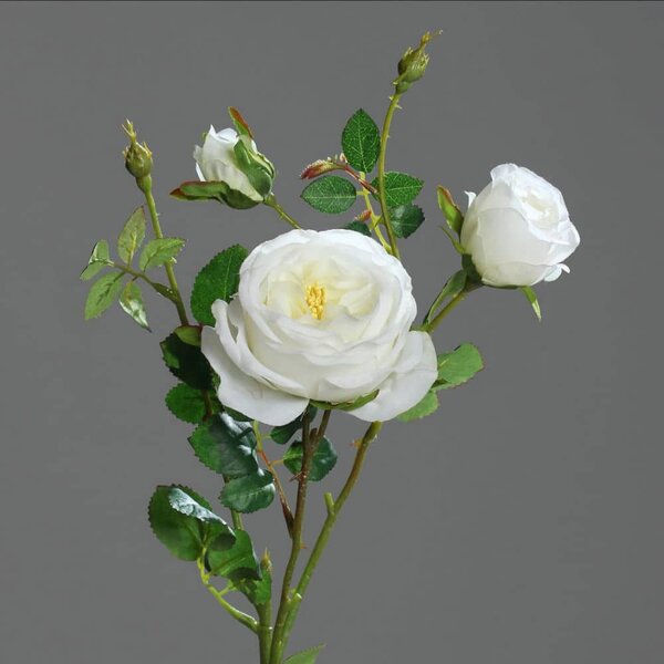 Biała Róża Angielska - 60 cm - Premium