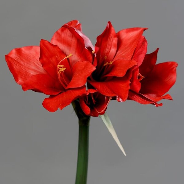 Czerwony Amarylis 56 cm - Naturalny w Dotyku