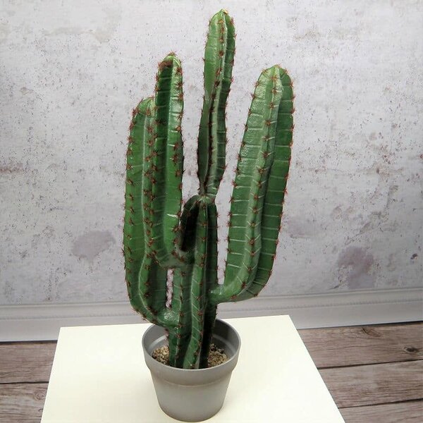 Kaktus Karnegia - 68