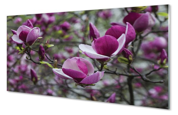 Obraz na szkle Fioletowa magnolia