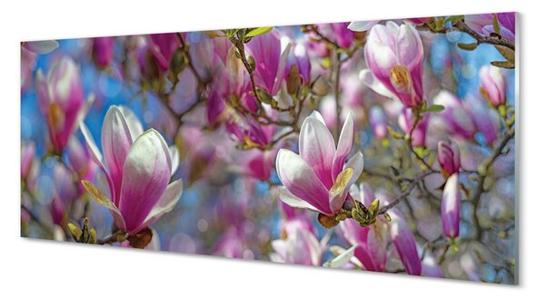 Obraz na szkle Magnolia drzewa