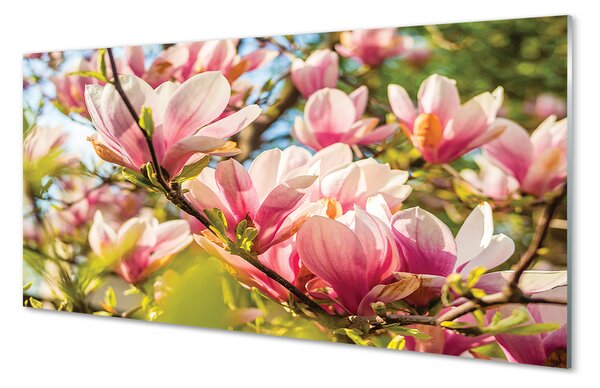 Obraz na szkle Różowa magnolia