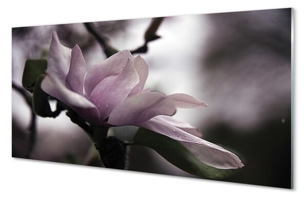 Obraz na szkle Magnolia