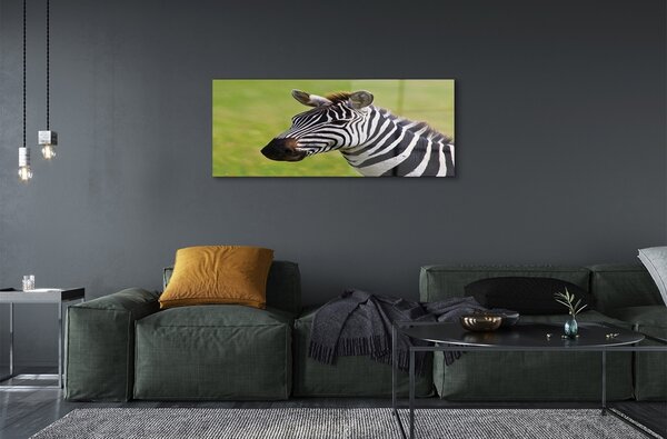 Obraz na szkle Zebra